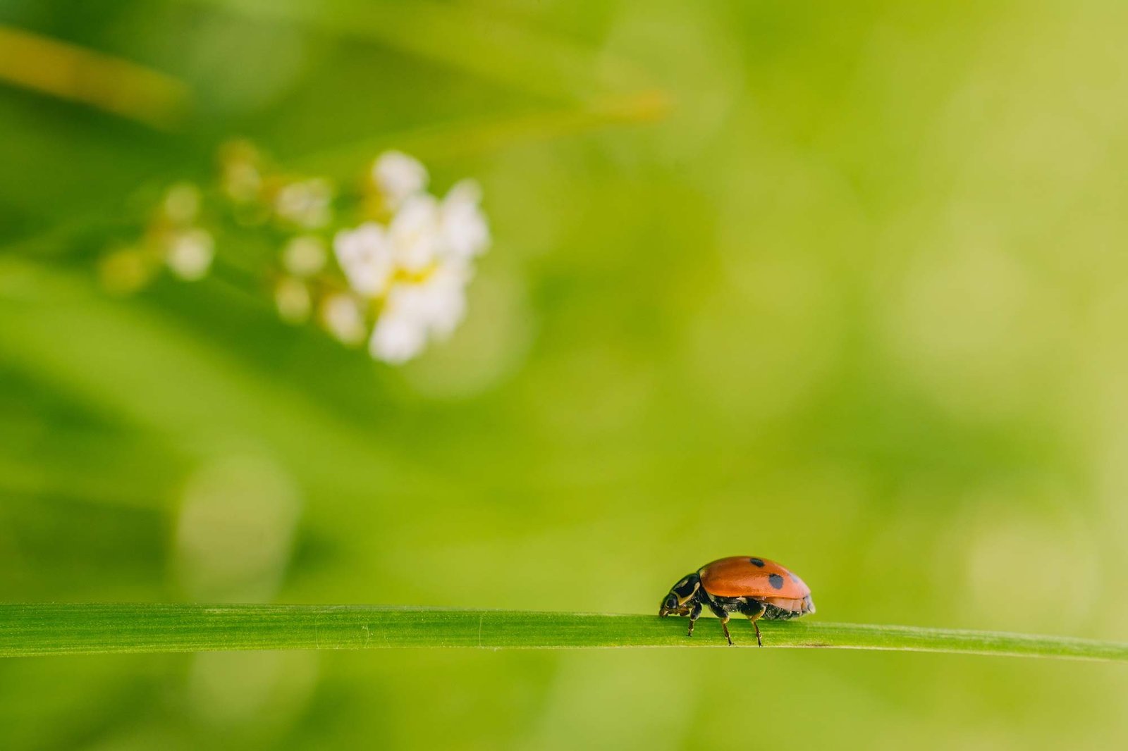 Pest-Control---BioPuraTech